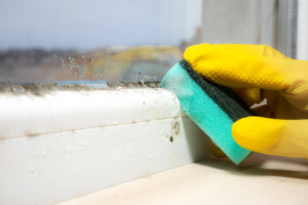 Best Mold Removal Company Near Me  in Utica, OH